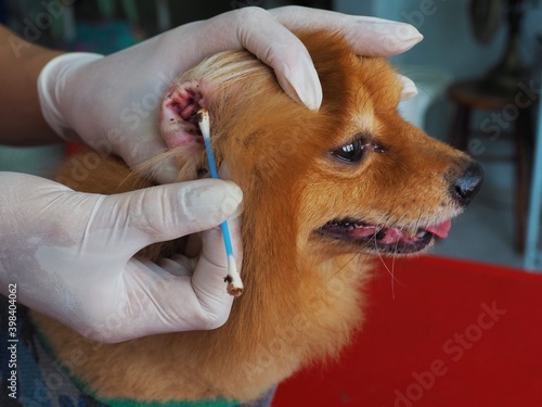 Domestic Vet wearing medical glove checking the dirty of dog's ear before wipe out the dirt earwax or ear mite. photo