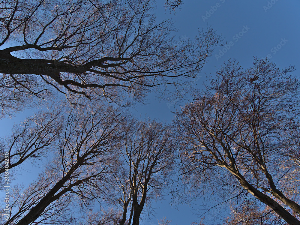 Low angle view of the bare crowns of deciduous beech trees illuminated by the morning sun on hiking tour in forest in low mountain range Swabian Alb, Germany in late autumn with blue sky. Low angle view of the bare crowns of deciduous beech trees illuminated by the morning sun on hiking tour in forest in low mountain range Swabian Alb, Germany in late autumn with blue sky.