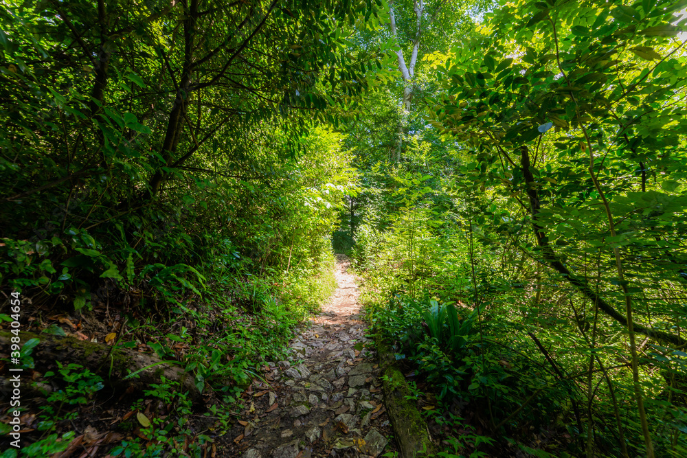 Obraz premium Narrow path walk in shadow of trees in a park. Active rest in hiking