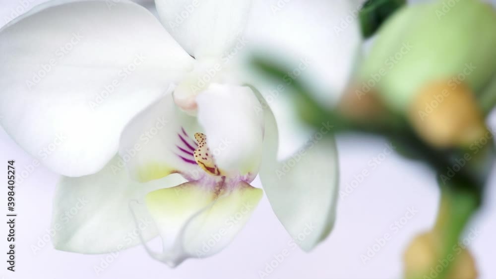 Wind waves bud flower of white orchid. Close up. Macro floral background. Love concept. Wedding, Saint Valentine, Birthday Wind waves bud flower of white orchid. Close up. Macro floral background. Love concept. Wedding, Saint Valentine, Birthday