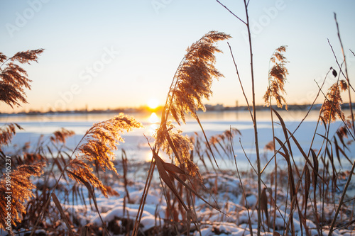 Fototapeta Naklejka Na Ścianę i Meble -  reeds at sunset