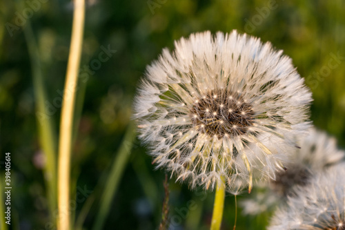 Pusteblume