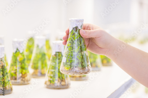 Scientist with natural drug research, Natural organic and scientific extraction in glassware, Alternative green herb medicine, Natural skin care beauty products, Laboratory and development concept.