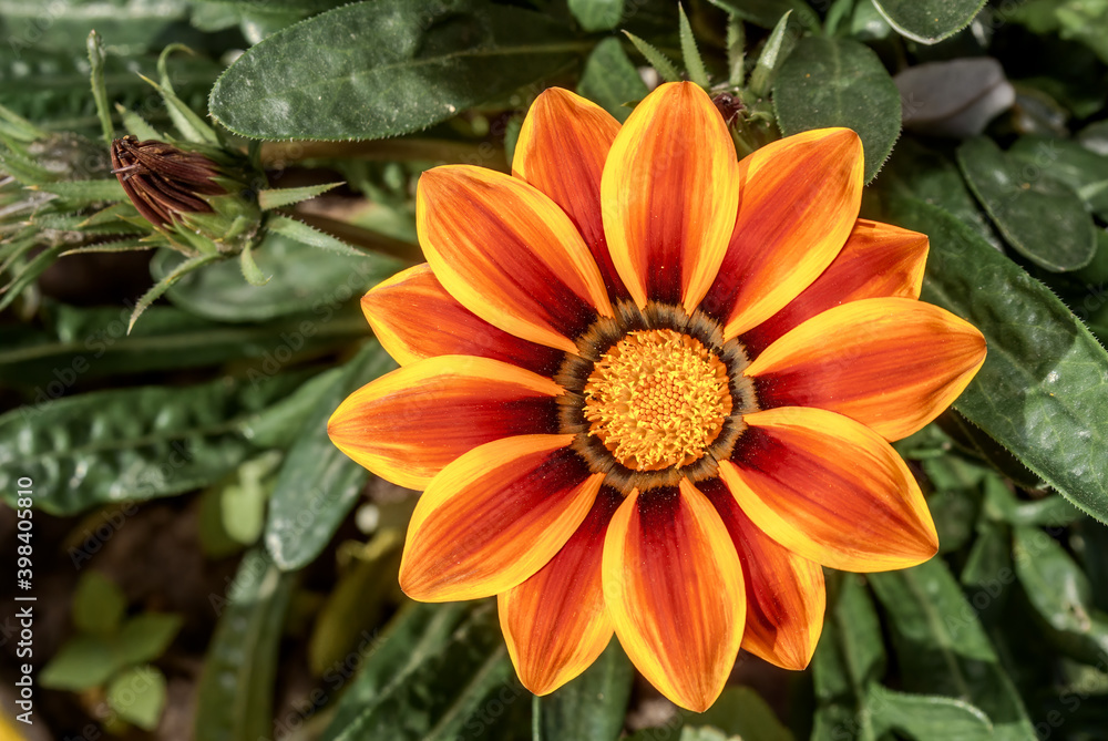 Treasure Flower (Gazania hybrida) in garden Treasure Flower (Gazania hybrida) in garden