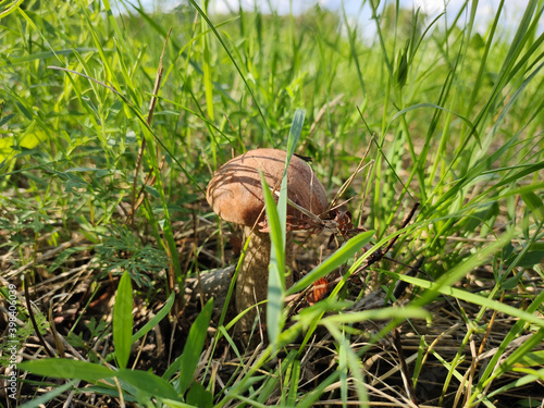 Small beautiful mushroom growing among the grass,