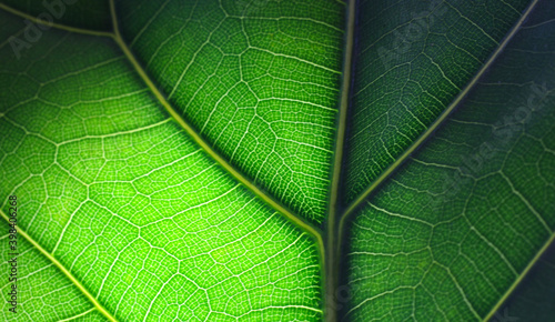 green leaf texture