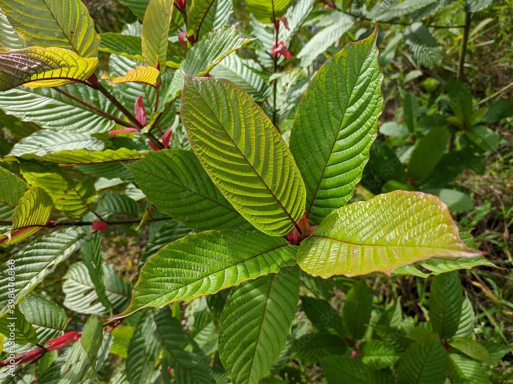 kratom plant (Mitragyna speciosa) in tropical nature Borneo kratom plant (Mitragyna speciosa) in tropical nature Borneo
