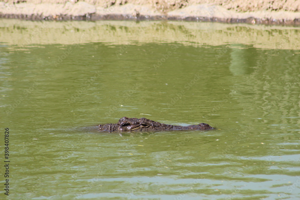 Fototapeta premium Photos taken in Croc City Crocodile & Reptile Park, Chartwell, South Africa.
