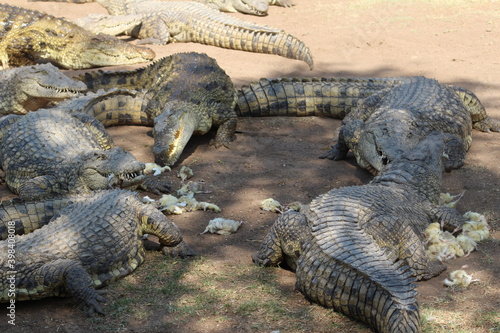 Photos taken in Croc City Crocodile   Reptile Park  Chartwell  South Africa.