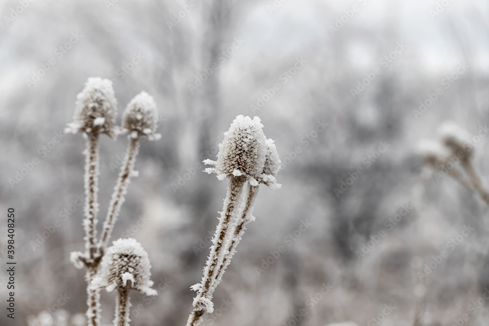 Fototapeta premium A dried Thistle flower covered in ice crystals