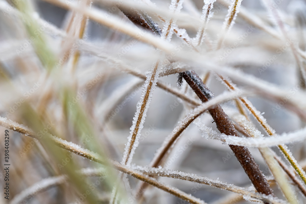 Fototapeta premium A sharp cold snap covered the meadow with still green grass