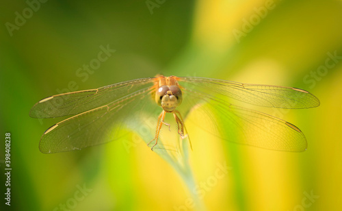 Close up of yellow dragonfly on green leaf, background blur.
