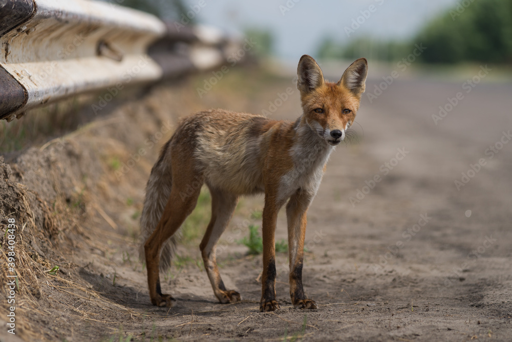 Wild fox in Chernobyl exclusion zone