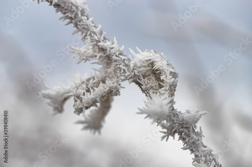 Long ice crystals on frozen tree branches
