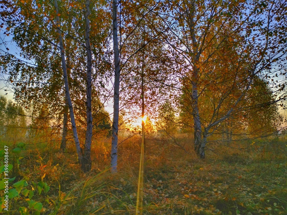 Obraz premium autumn in the forest