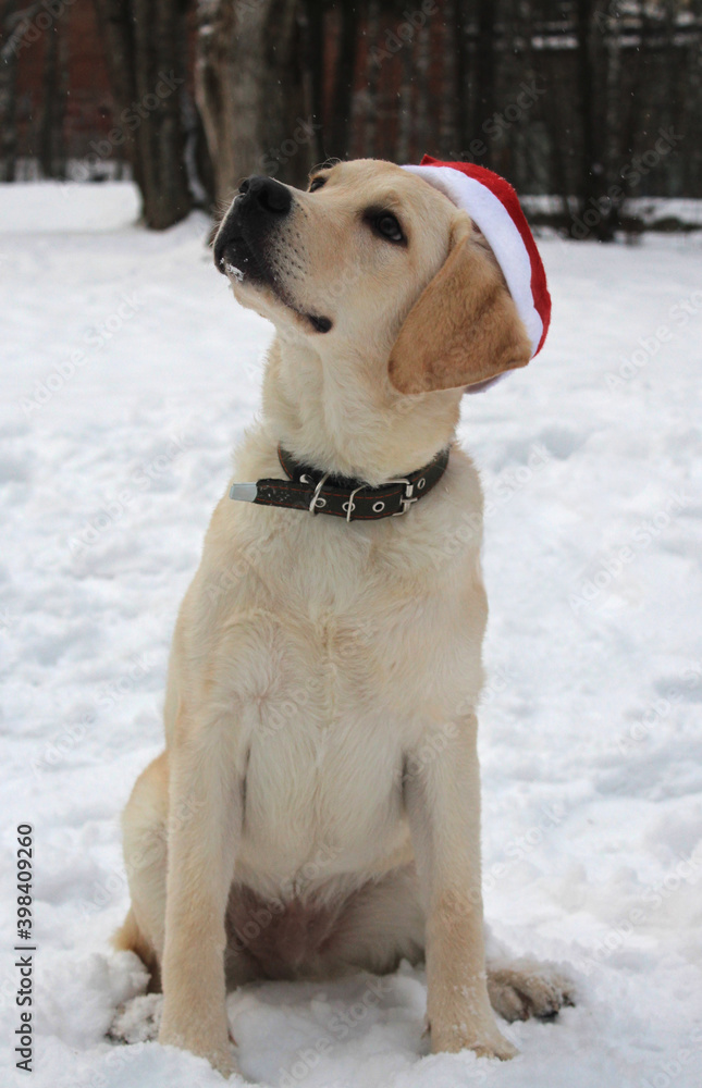 labrador puppy in santa claus hat
