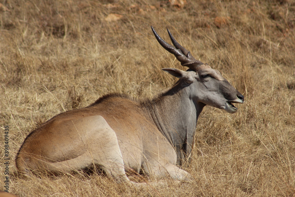 Obraz premium Photos taken in Rhino and Lion Nature Reserve, Krugersdorp, South Africa.