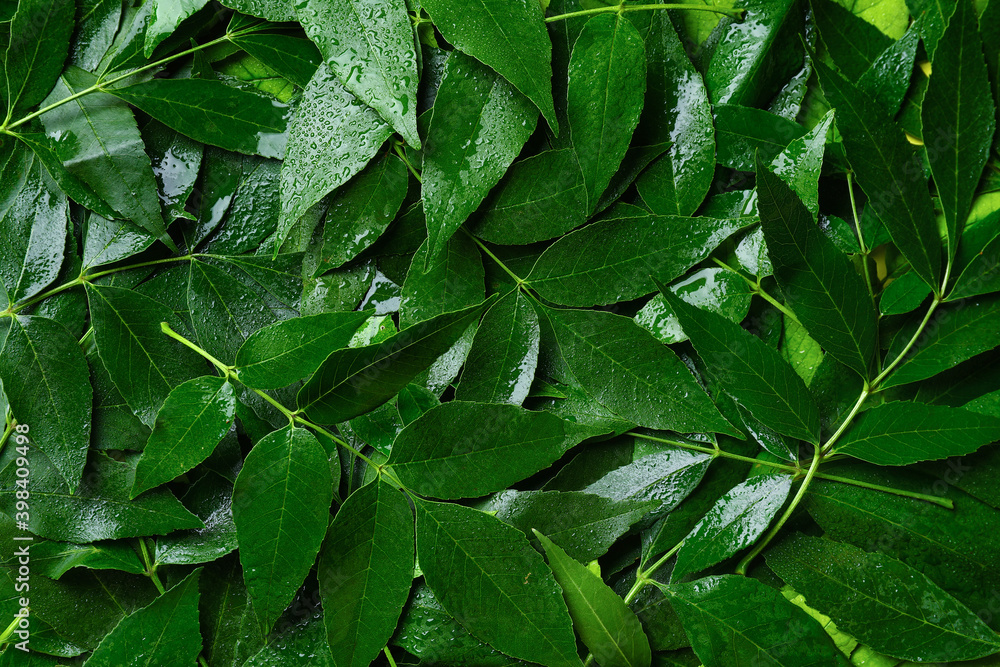 Fototapeta premium Green ash leaves as background