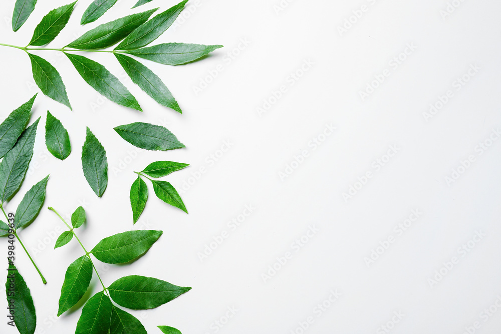 Green ash leaves on white background