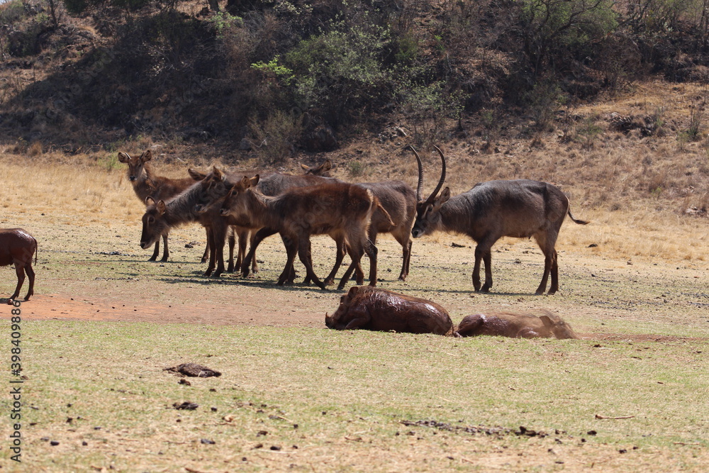 Naklejka premium Photos taken in Rhino and Lion Nature Reserve, Krugersdorp, South Africa.