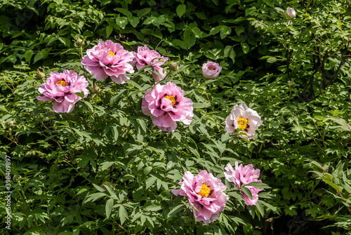 Moutan Tree Peony (Paeonia suffruticosa) in park photo