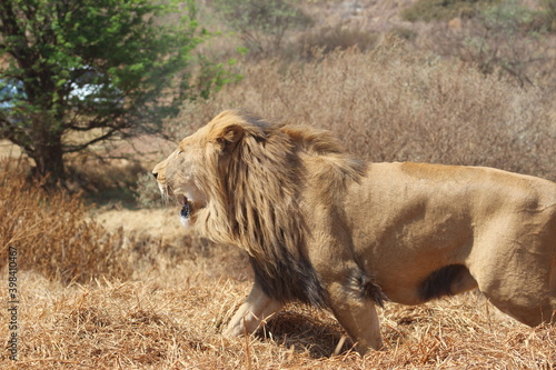 Photos taken in Rhino and Lion Nature Reserve  Krugersdorp  South Africa.