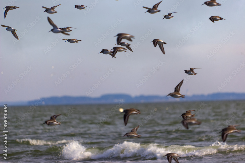 Groupe d'oiseau en vol au dessus de la mer à Damgan dans le Morbihan en