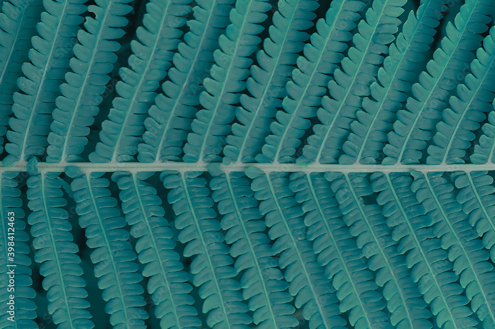 Fototapeta premium dark green fern leaf, close-up texture