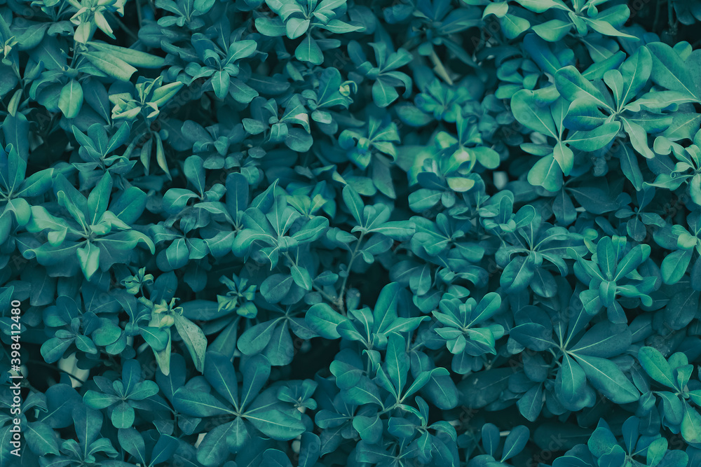acacia leaves are dark green in color, texture acacia leaves are dark green in color, texture