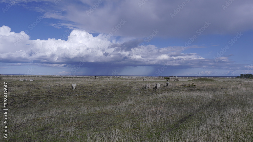 Schafe, Landwirtschaft auf der Insel Öland, Schweden, dramatisches Wetter