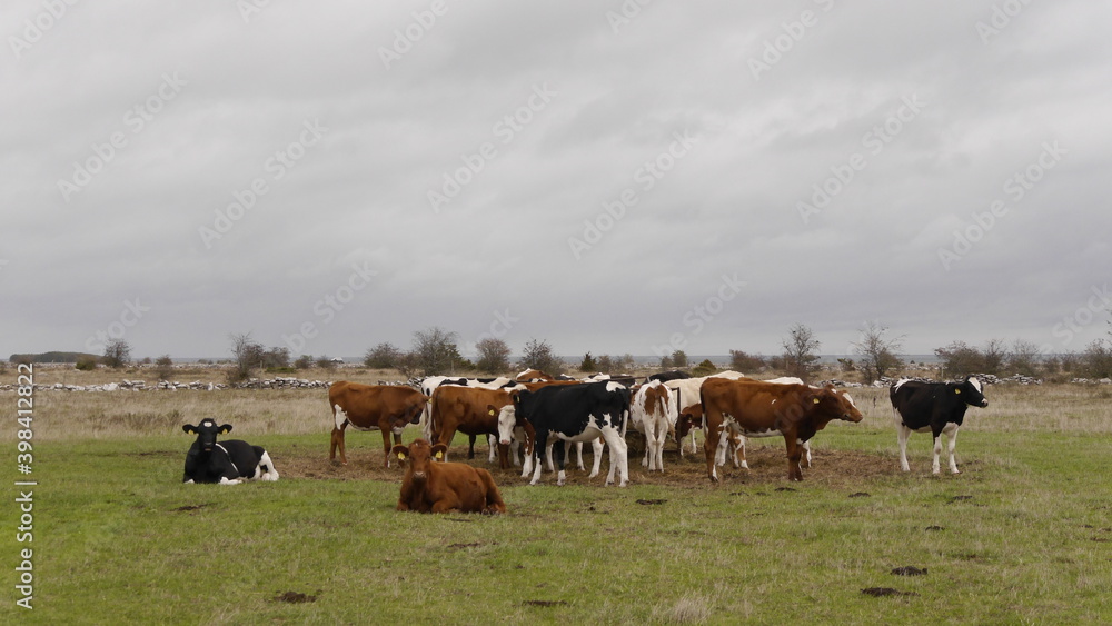 Obraz premium Kühe, Landwirtschaft auf der Insel Öland, Schweden, dramatisches Wetter