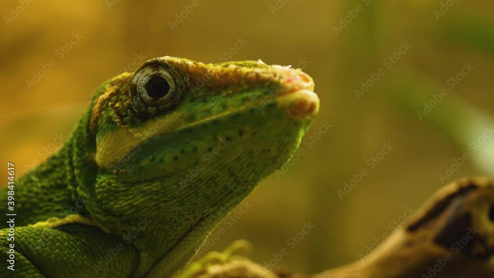 Close up of green lizard head looking around Close up of green lizard head looking around