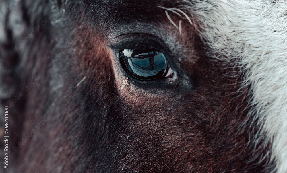 Outdoor Winter Walk
Long and merry horses