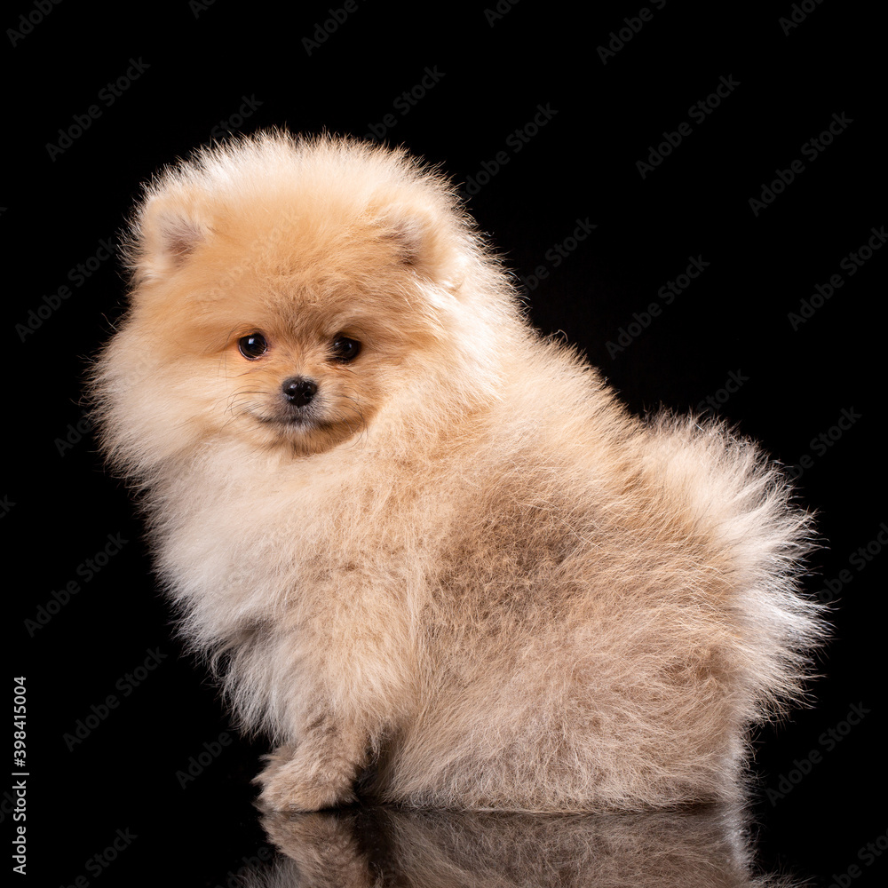 Obraz premium Portrait of a sitting Pomeranian Spitz on black background.