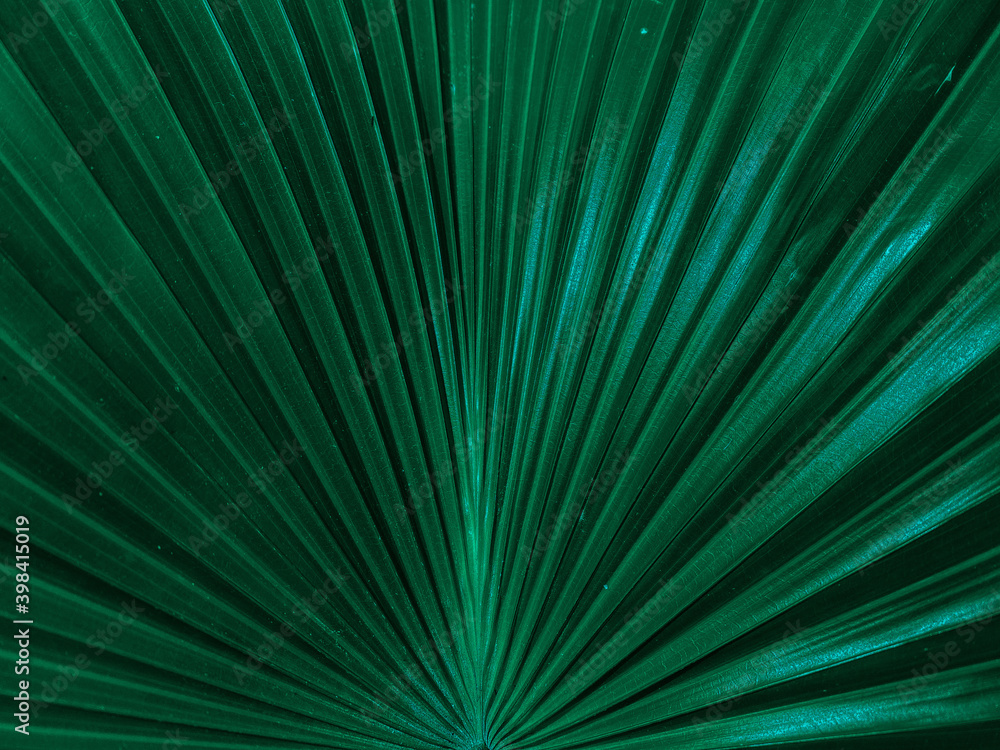 Obraz premium abstract background,Green leaves pattern background, Natural background and wallpaper,palm leaves, floral pattern background