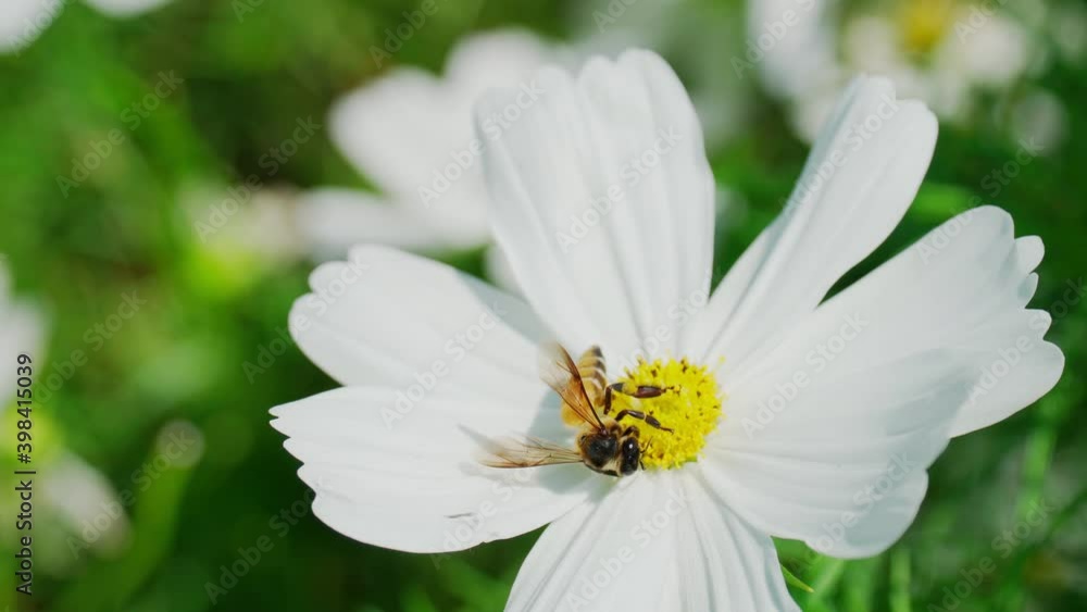 Bee are sucking nectar from white flower, Pollination with natural methods. Bee are sucking nectar from white flower, Pollination with natural methods.