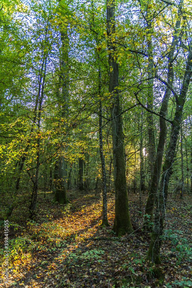autumn forest in the morning autumn forest in the morning