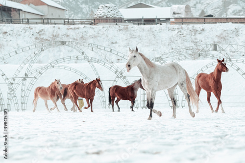 Outdoor Winter Walk Long and merry horses © Khamitsevich Andrey