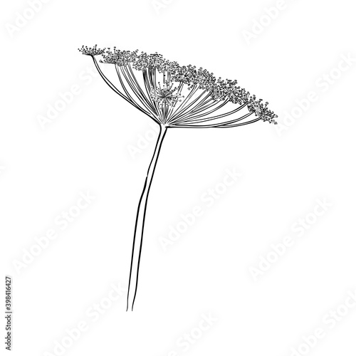 Fennel or dill isolated on a white background. Hand drawn vector illustration.