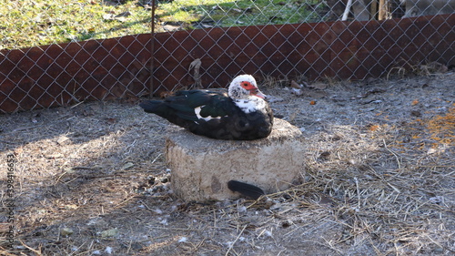 black and white domestic muscovy duck sitting on a stone in the center of a vallière in a poultry pen in a desert farm atmosphere photo