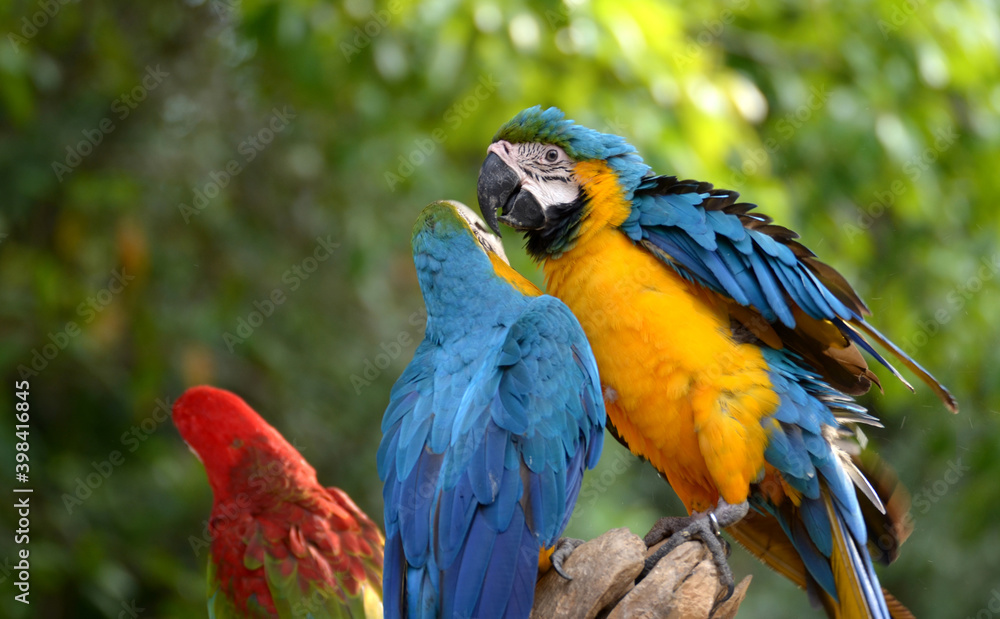 Naklejka premium Macaw Parrot Blue and Yellow Beautiful pets