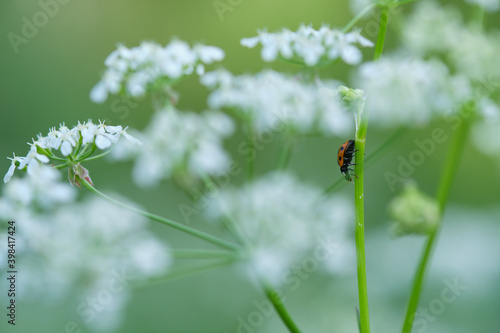 Close-up of a coccinellidae sitting on a green leaf.