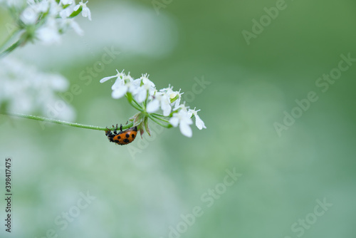 Close-up of a coccinellidae sitting on a green leaf. © StockAleksey