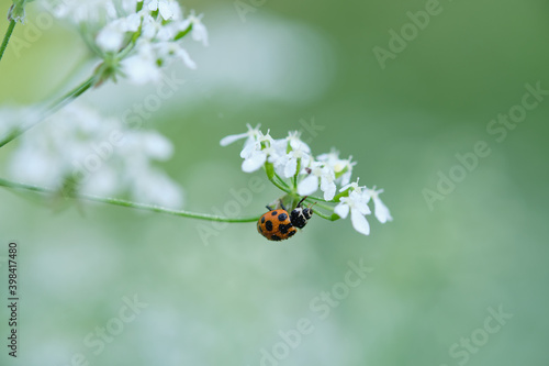 Close-up of a coccinellidae sitting on a green leaf. © StockAleksey