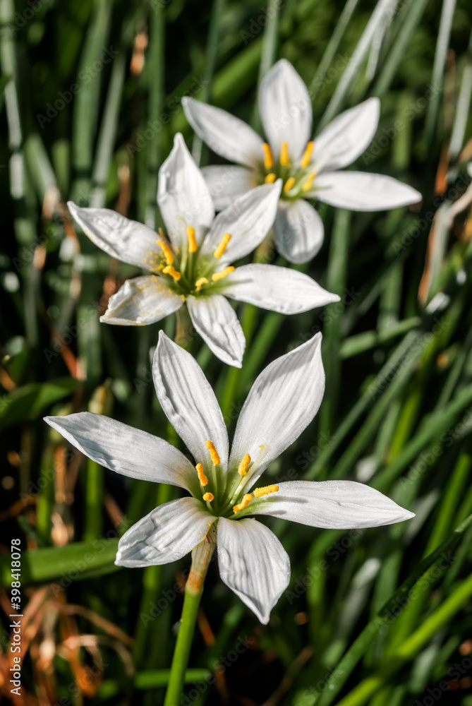 White Rain Lily (Zephyranthes candida) in greenhouse White Rain Lily (Zephyranthes candida) in greenhouse