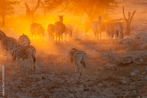 Burchells zebras walking into the sunset