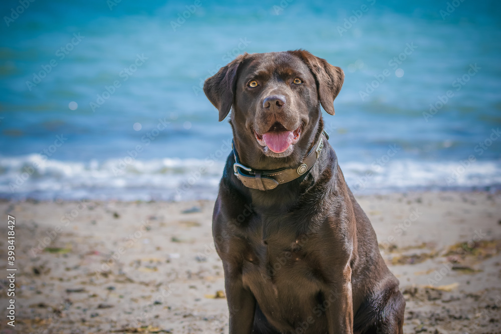 Brauner Labrador am Strand im Porträt