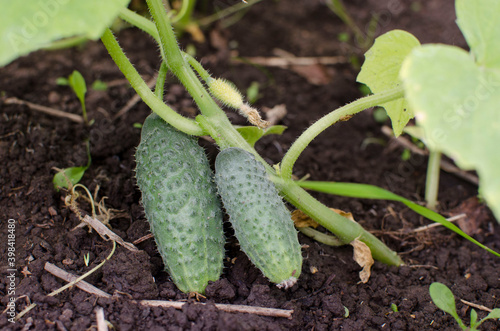 Two cucumbers on the branch