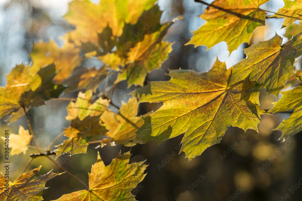 Yellow leaves on a tree branch in autumn 