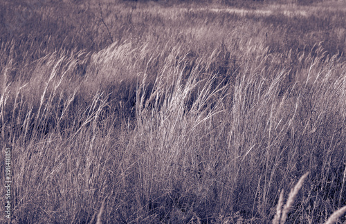 Autumn dry herbs in the steppe in deep twilight. Selective focus. photo